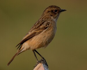 Fototapeta premium Siberian Stonechat (Saxicola maurus). Also Called Asian Stonechat. It is a Winter visitor to Pakistan. 