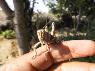 grasshopper locust on hand garden insect animal