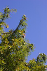 Bald cypress branches with lots of green cones.