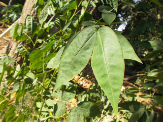 Plant leaf in garden flora nature