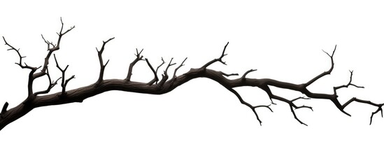 Obraz premium A dead branch s silhouette accompanies horror via clipping path