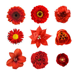 Set of different red flowers isolated on white or transparent background. Top view.