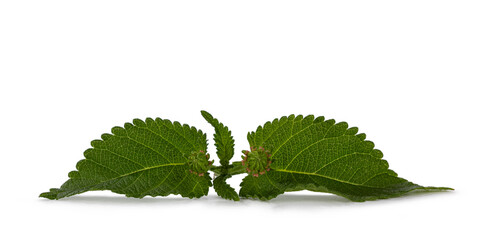 Top view of Lantana Camara or Red Sage  leafs with closed fromw buts, isolated on a white background.