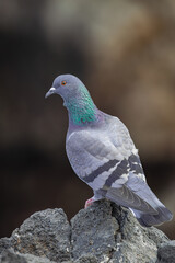 common pigeon, (Columba livia canariensis), on a rock with dark background