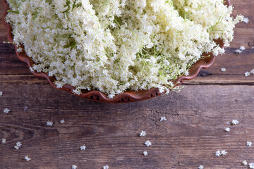 Elder flowers. White flower shrub. Harvesting buds for making syrup and drink. Cooking and food in a bowl on the table. Sambucus plant