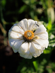 An adult white zinnia flower at the beginning of its wilting in the garden