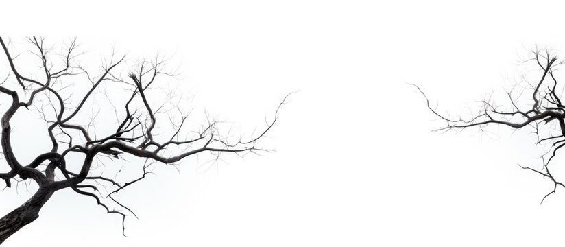 Simplified Branch silhouette on white