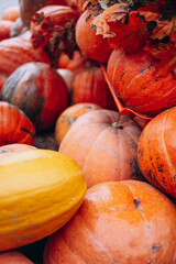 Pumpkins of different colors and shapes background picture