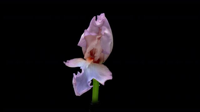 Beautiful pink violet iris flower opening, close up. Easter, spring, holidays concept.