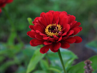 Lonely bloody zinnia flower close up