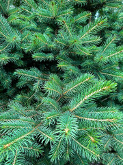 Spruce branches in the park. Close-up. Natural background. Location vertical.