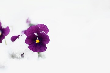 雪の中のパンジー