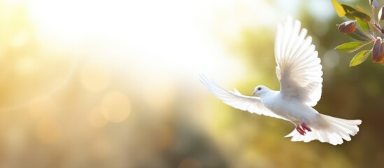 Peace concept portrayed by white dove with olive branch illuminated by beautiful light and lens...