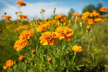 Vibrant marigold blooms in wild meadow. Generative AI