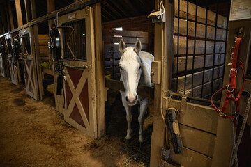 White horse in stable with head over wood board