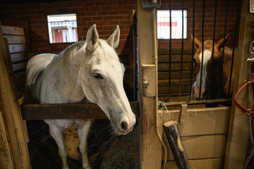 White horse in stable with head over wood board