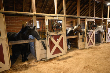 horses with their heads sticking out stable stall 