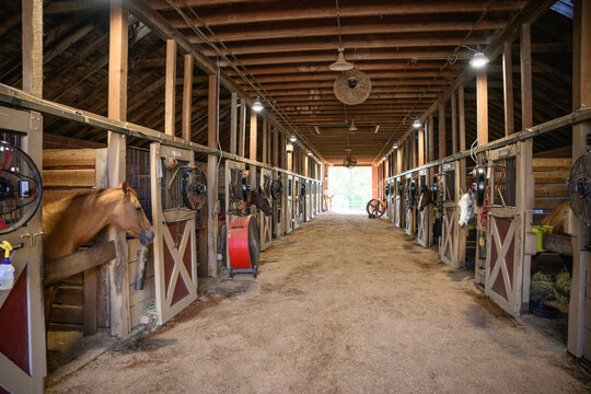 Interior shot of wooden horse stable with stalls inside the barn