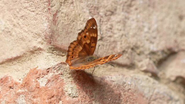 Butterfly on the brick wall