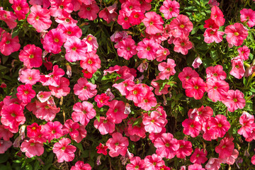 Background of petunias flowers