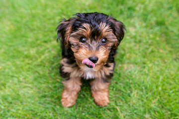 Portrait of small and black cavapoo puppy