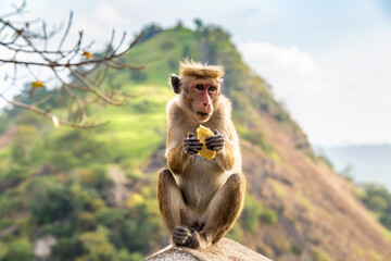 Wild monkey in Sri Lanka - obrazy, fototapety, plakaty