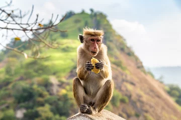Badezimmer Foto Rückwand Wild monkey in Sri Lanka © Sergii Figurnyi