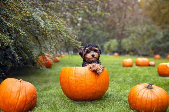 Cavapoo puppy with pumpkins in autumn.