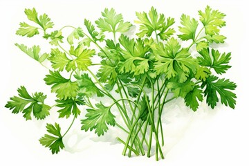 Watercolor illustration of chervil or french parsley herb. Generative AI - obrazy, fototapety, plakaty