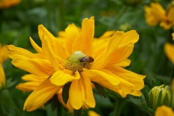 Bumblebee and Bee Macro