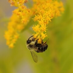 Beautiful Bee on Autumn Goldenrod Save the Bees!