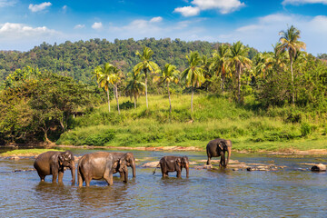 Herd of elephants in Sri Lanka - obrazy, fototapety, plakaty