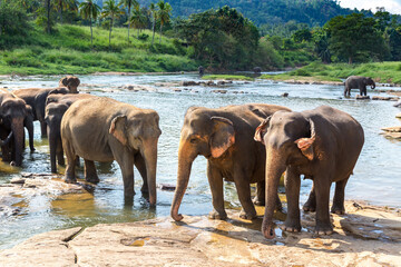 Herd of elephants in Sri Lanka