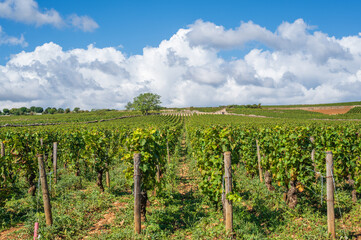 Fototapeta na wymiar vineyard in region of Burgundy, France.