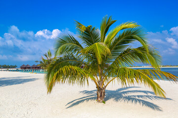 Tropical beach with single palm