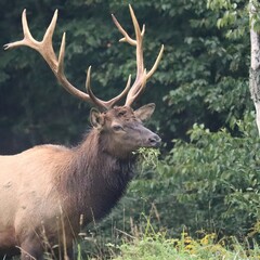 Bull Elk Wapiti Autumn Fall Benezette PA Rut Rutting