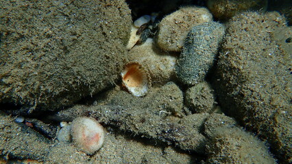 Rough cockle or tuberculate cockle, Moroccan cockle (Acanthocardia tuberculata) undersea, Aegean Sea, Greece, Halkidiki