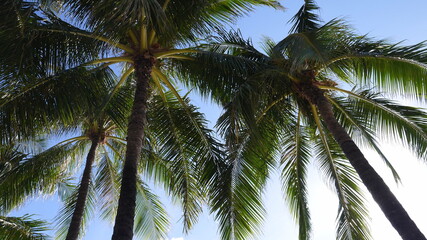 Fototapeta premium ワイキキビーチ ヤシの木