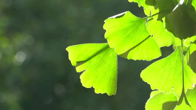 Close-up of ginkgo leaves in autumn backlight