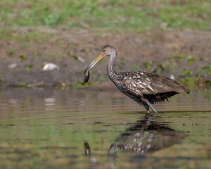 A Limpkin in the Wichita Mountains of Oklahoma, far from the normal range
