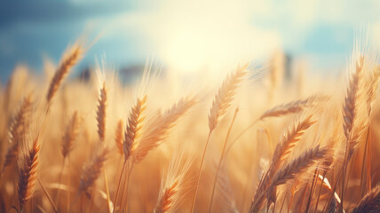 Vibrant Golden Wheat Under Sunlight