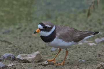 Little ringed plover looking for food on the edge of a pond.