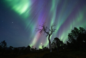 The Old Tree and the Northern Lights
Another evening with extremely active Northern Lights, KP4-5...