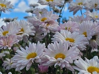 Fototapeta premium daisies in a garden