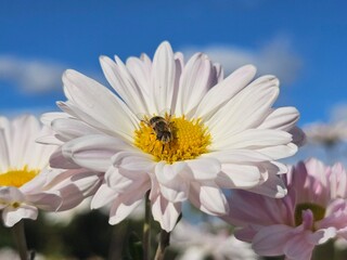 Naklejka premium daisy in the sky