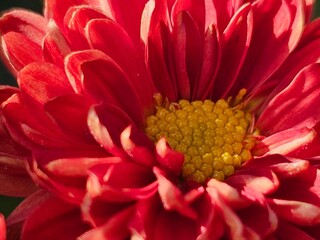 red chrysanthemums in the garden, flowers close-up