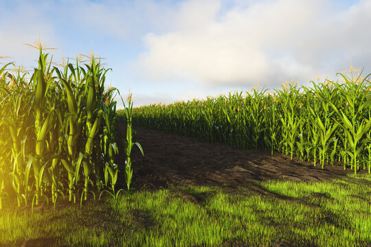 A corn field with tall rows of corn on both sides. Corn plant 3D