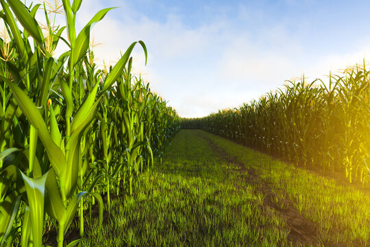 A corn field with tall rows of corn on both sides. Corn plant 3D