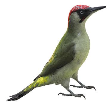 Male of European green woodpecker (Picus viridis), PNG, isolated on transparent Background