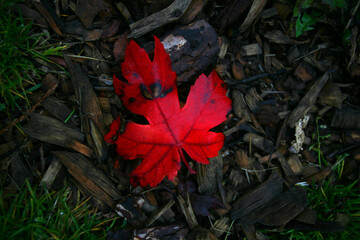 Red Leaf on Mulch